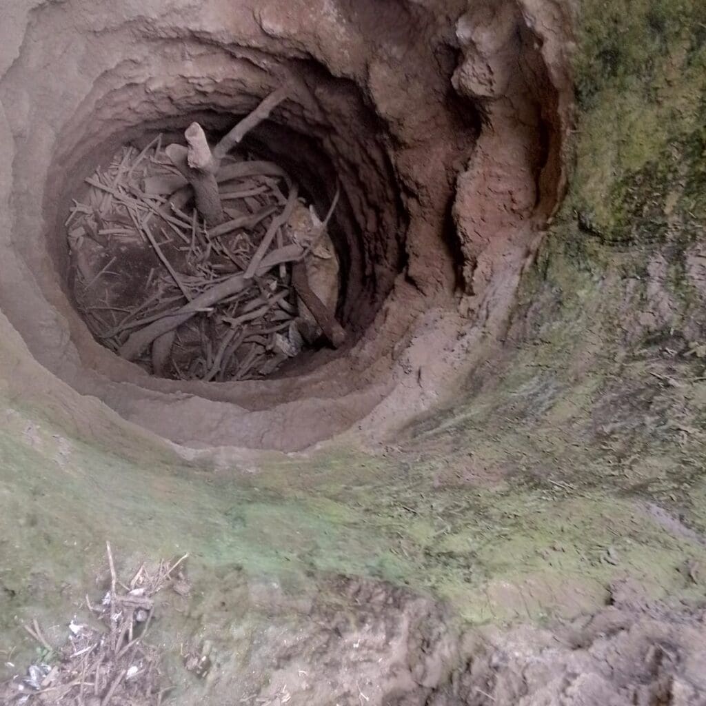 LION CUBS FELL INSIDE WATER WELL.